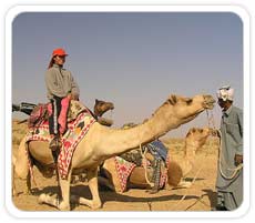 Camel Ride on Sand Dunes