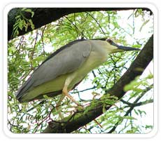 Night Heron, Kumarkom Bird Sanctuary