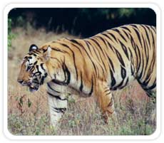 Tiger at Kaziranga National Park