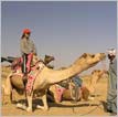 Camel Safari Tour