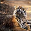 Golden Triangle with Ranthambore Tour