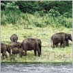 South India Wildlife Tour