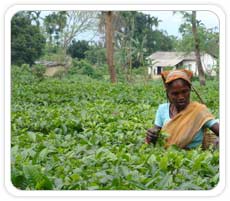 Assam Tea Garden