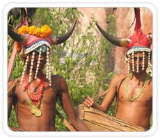 Bison Horn Tribes, Chhatisgarh