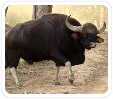 Bison at Nagarhole National Park