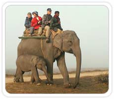 Elephant Safari at Kanha National Park