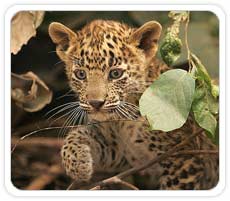 Leopard at Corbett National Park