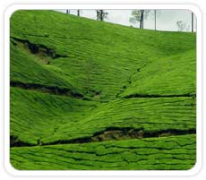 Munnar Tea Garden