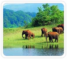 Periyar Sanctuary