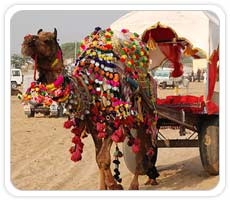 Pushkar Fair