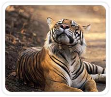 Tiger at Ranthambhore