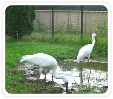 Siberian Crane at Keoladeo National Park