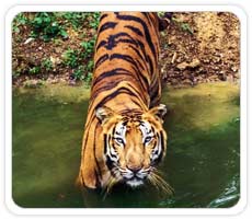 Tiger at Jim Corbett National Park