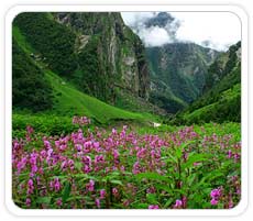 Valley of Flower