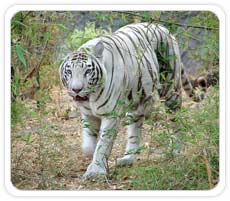 White Tiger at Bandhavgarh National Park