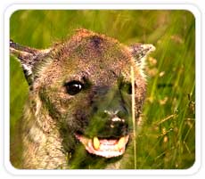 Wild Dog at Kanha National Park